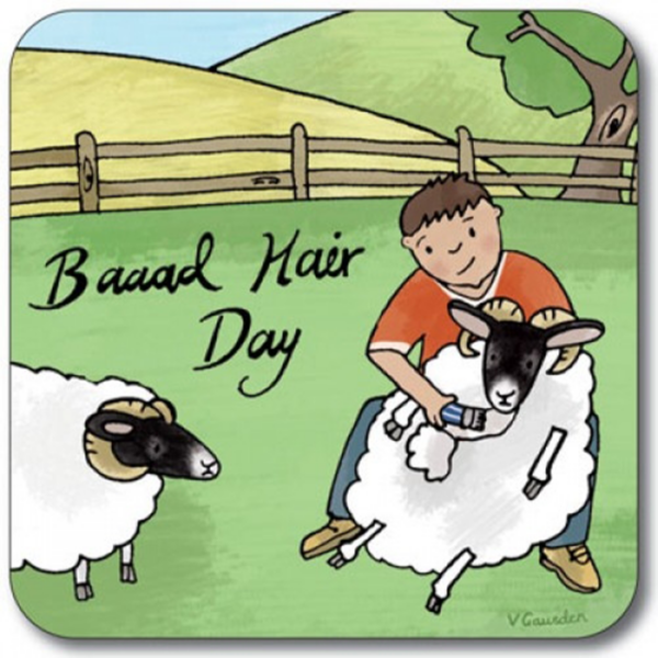 Untersetzer Schottland Schafe Bad Hair Day